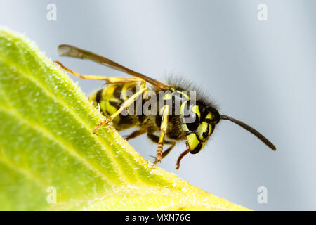 Wasp (Vespula germanica o unione wasp) seduto su una foglia verde vicino la fotografia macro. Foto Stock