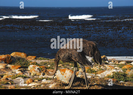 Un primo piano di un bellissimo (struzzo Struthio camelus) con i paesi del sud dell'Oceano Atlantico in background. Foto Stock