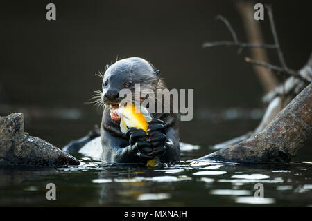 Una lontra gigante (Pteronura brasiliensis) mangiando un luccio-cichlid pesce Foto Stock