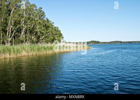 Superficie di acqua di lago Myall in Australia. Foto Stock