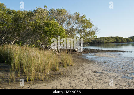 Myall Lakes wetland in Australia in estate. Foto Stock