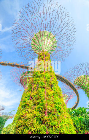 Singapore - Aprile 29, 2018: vista dal basso del Supertree Grove con ponte sopraelevato a giardini dalla baia in una giornata di sole con cielo blu. Famosa attrazione turistica in area di Marina Bay, Singapore. Colpo verticale. Foto Stock