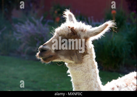 Un giovane llama in Perù Sud America Foto Stock