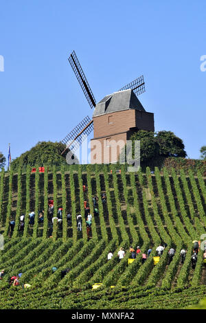 Verzenay (nord-est della Francia). Vendemmia nei vigneti del G.H. Mumm & Cie Champagne house (Pernod-Ricard gruppo). Sullo sfondo, la w Foto Stock