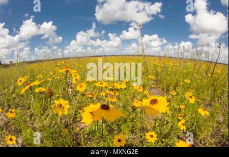 Giallo Tickseed Florida o Coreopsis floridana in fiore in Myakka River State Park Sarasota Florida Foto Stock