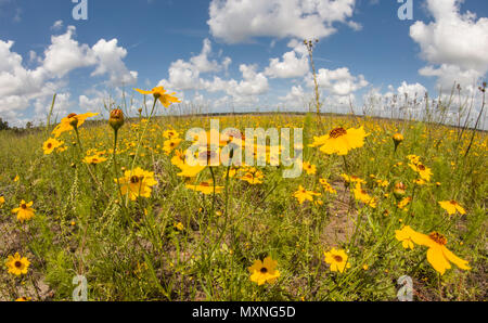 Giallo Tickseed Florida o Coreopsis floridana in fiore in Myakka River State Park Sarasota Florida Foto Stock