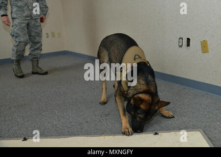 Rony, un 633rd forze di sicurezza militari squadrone cane da lavoro, ricerche per formazione esplosiva aids durante il rilevamento della formazione a base comune Langley-Eustis, Virginia, nov. 29, 2016. In aggiunta alla loro capacità di rilevamento MWDs sono anche addestrati a individuare e attaccare i sospetti. (U.S. Air Force foto di Airman 1. Classe Tristan Biese) Foto Stock