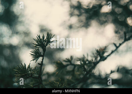 Piccole foglie di larix eurolepsis Foto Stock