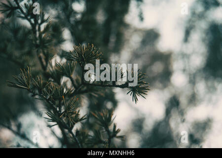 Piccole foglie di larix eurolepsis Foto Stock