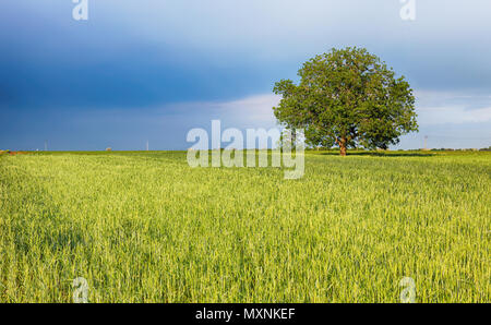 Verdi campi di giovani di frumento su una molla Foto Stock