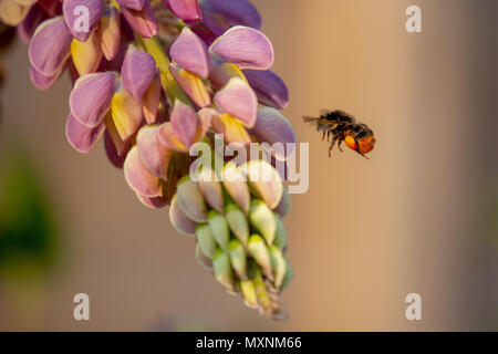 Bombus lapidarius è una specie di bumblebee comunemente noto come il red-tailed bumblebee, Lechlade, REGNO UNITO Foto Stock