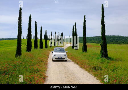 Fiat 500 di guida auto giù viale di cipressi, Toscana, Italia Foto Stock