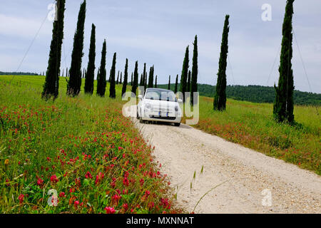 Fiat 500 di guida auto giù viale di cipressi, Toscana, Italia Foto Stock