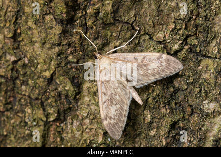 Zünsler, Anania lancealis, Perinephela lancealis, Long-winged perla, crambid, Crambidae, Zünsler, Rüsselzünsler, Crambids Foto Stock