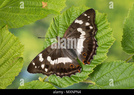 Großer Schillerfalter, Weibchen, Apatura iris, viola l'imperatore, femmina, Le Grand Mars changeant Foto Stock