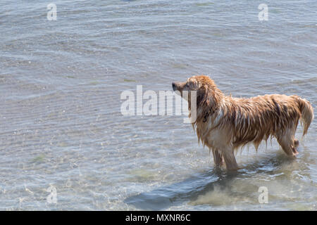 Cane bagnato in piedi in mare,istanbul,Paese Turchia Foto Stock
