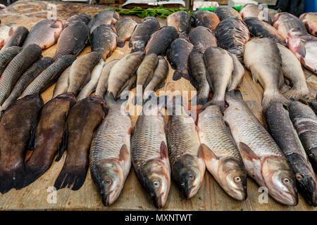 Pesce fresco in vendita al mercato Privoz, Odessa, Ucraina Foto Stock
