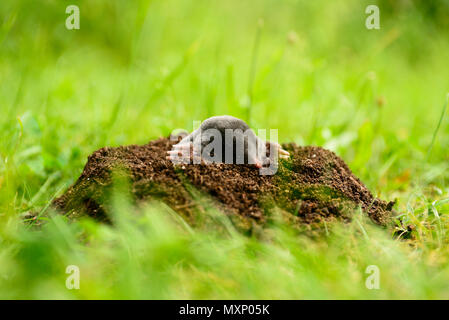 Close up di mole in giardino. Talpa europaea, strisciando fuori del molehill marrone, verde prato sfondo. Messa a fuoco selettiva Foto Stock