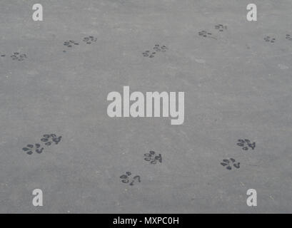 Cane bagnato stampe sul marciapiede. Foto Stock