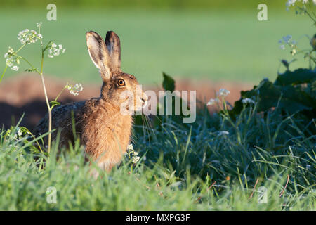 Piuttosto selvatico Lepre close up seduto sul bordo di un campo di balneazione in l'alba, il riscaldamento con il calore del sole. Foto Stock