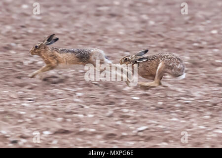 Esecuzione di lepri marrone attraverso un campo di sporco in Norfolk durante la stagione di accoppiamento. Animali selvatici catturati in velocità durante un inseguimento Foto Stock