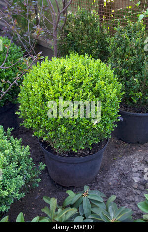 Buxus sempervirens arbusto incapsulato Foto Stock