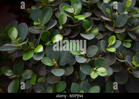 Ficus elastica foglie close up Foto Stock