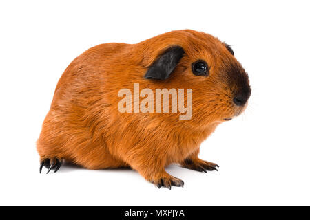 Giovani cavia seduto su sfondo bianco Foto Stock