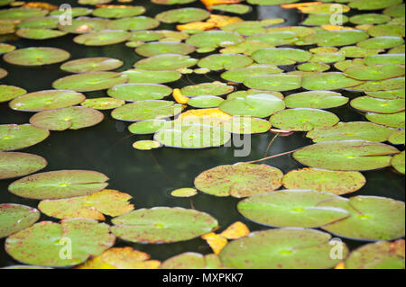 Una gita in barca sul Lago Sandoval Perù, si trova l'acqua lillies che ricopre la superficie dell'acqua Foto Stock