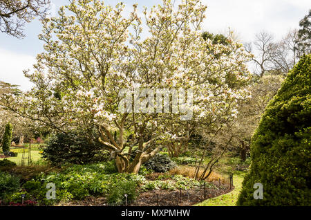 X Magnolia soulangeana Alexandrina fioritura nel Hillier arboretum in Inghilterra Hampshire REGNO UNITO Foto Stock