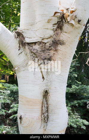 Tronco e corteccia di Betula utilis var. Jacquemontii Grayswood fantasma nella tarda primavera NEL REGNO UNITO Foto Stock