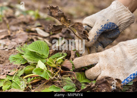 Mani guanti nella rimozione di foglie vecchie da le fragole di giardino Foto Stock