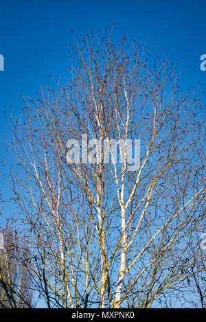 Una betulla dell'Etna in inverno che mostra la luce bianca rami e steli di Betula jacquemontii Silver Shadow Foto Stock