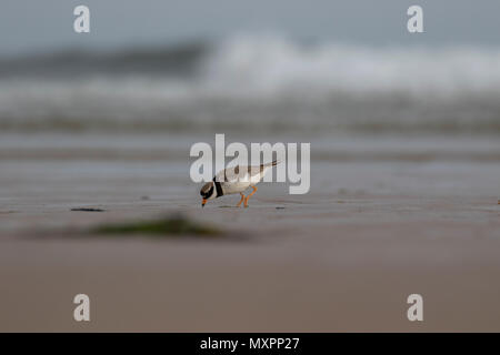 Comune di inanellare plover, Charadrius hiaticula, passeggiate sulla sabbia oltre le onde di marea su una spiaggia assolata in Scozia durante il mese di giugno. Foto Stock