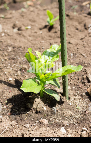 Crescendo il Malabar spinaci sul terreno di fattoria Foto Stock