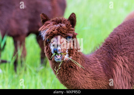 Llamas nel campo, addomesticati South American camelid Foto Stock