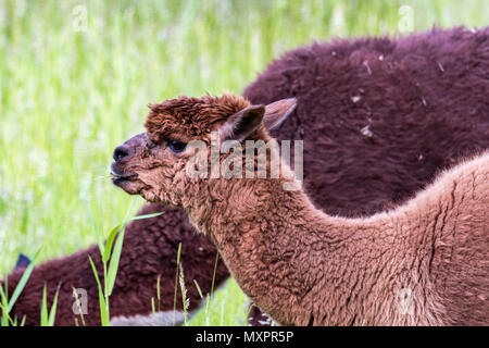 Llamas nel campo, addomesticati South American camelid Foto Stock