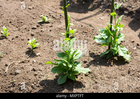 Crescendo il Malabar spinaci sul terreno di fattoria Foto Stock