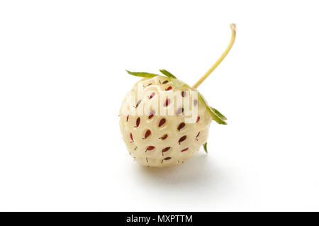 Pineberry isolato su bianco Foto Stock