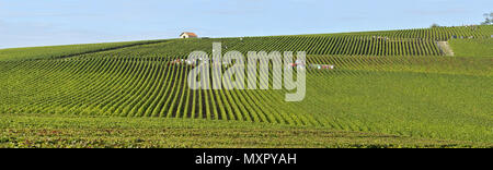 Bouzy (nord-est della Francia). Paesaggio rurale e vigneti champagne che circonda il villaggio di Bouzy, situato sulle Montagne de Reims mountain *** Foto Stock