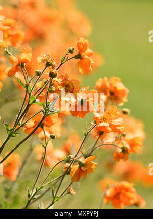 Arancio fiori Geum in estate Foto Stock