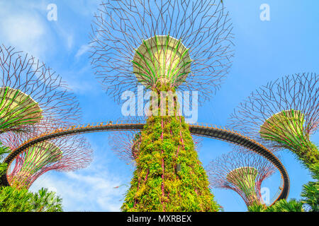 Singapore - Aprile 29, 2018: vista dal basso del Supertree Grove con ponte sopraelevato a Giardini in baia su una bella giornata di sole con cielo blu. Famosa attrazione turistica in area di Marina Bay, Singapore. Foto Stock