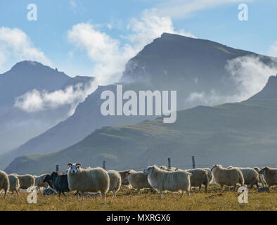 Free Range pecore al pascolo su erbe e spezie, Islanda Foto Stock