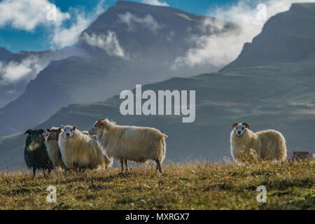 Free Range pecore al pascolo su erbe e spezie, Islanda Orientale Foto Stock