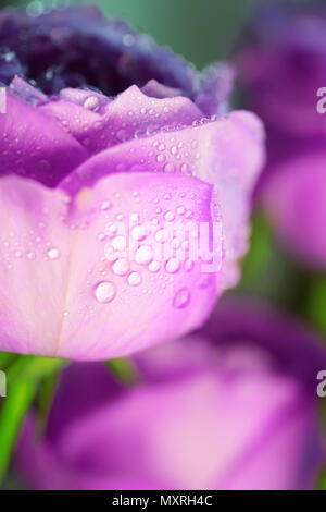 Viola ultra violet rose close up foto macro backround Foto Stock