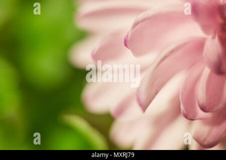 Macro shot di rosa delicati petali di fiore fiori lussureggianti di crisantemo su sfondo verde. Foto Stock
