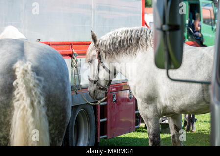 Due cavalli Percheron addormentato e legata a un box per cavallo al di fuori. Foto Stock