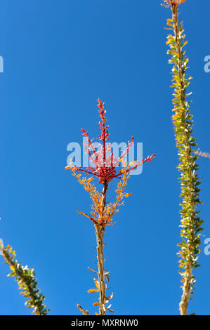Ocotillo blossom, Font di lavaggio, Anza-Borrego Desert State Park, CA, 110220 39411 Foto Stock