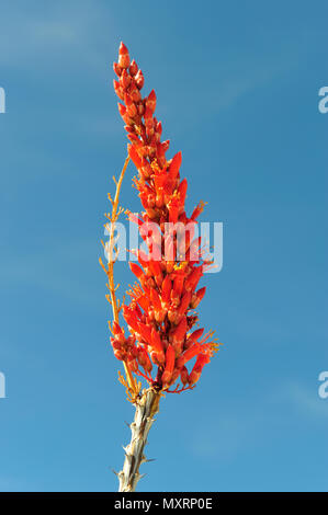 Ocotillo blossom vicino al San Felipe lavaggio, Anza-Borrego Desert State Park, CA 110220 39431 Foto Stock