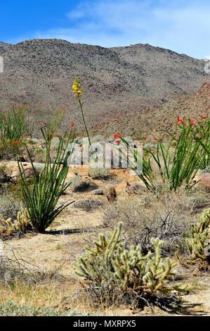 Blooming Ocotillo e secolo impianto, Glorietta Canyon, Anza-Borrego Desert State Park, CA, Stati Uniti d'America 120328 30211 Foto Stock